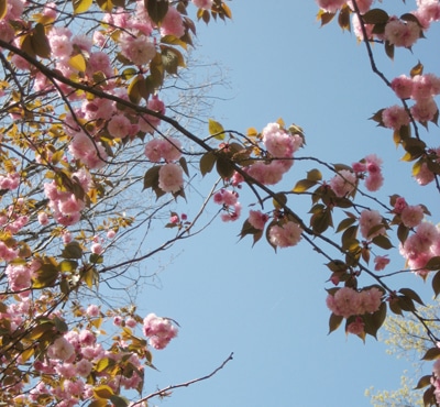 canadian red cherry tree pictures. flowering cherry tree in