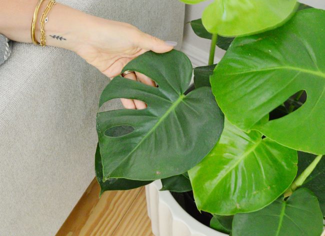 Monstera Deliciosa – Plant Care Guide