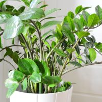 ZZ Plant – Complete Care Guide