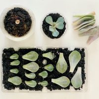 How To Propagate Succulents