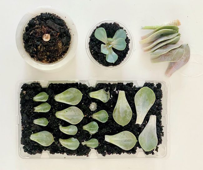 How To Propagate Succulents