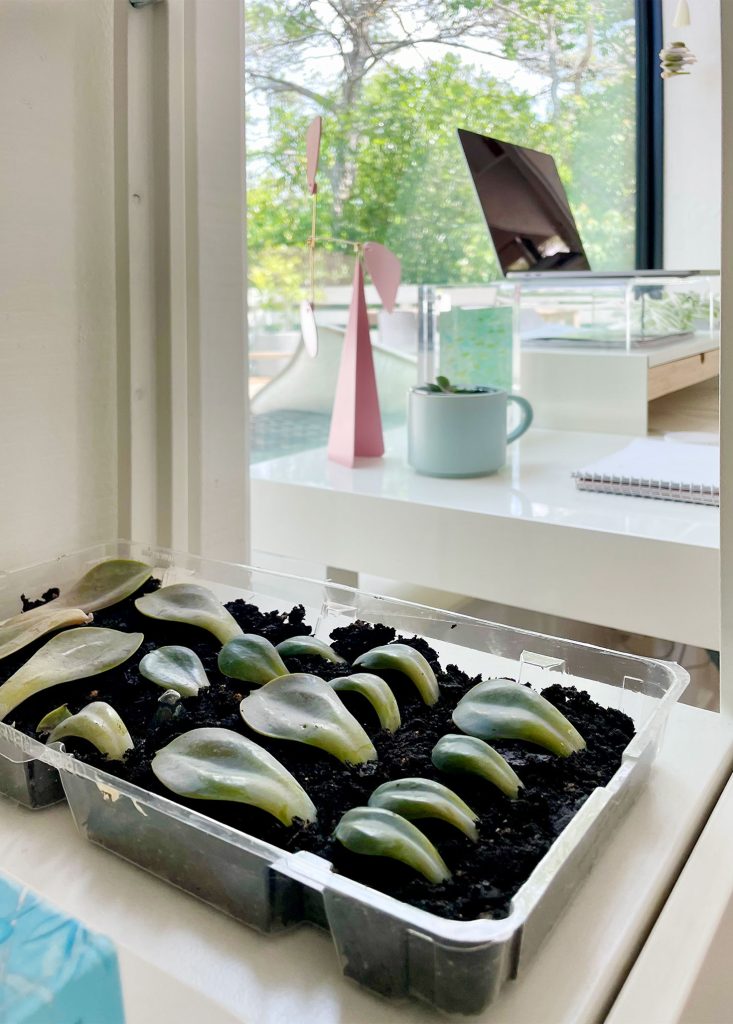 Succulent Propagation Tray In Bright Indirect Sunlit Windowsill