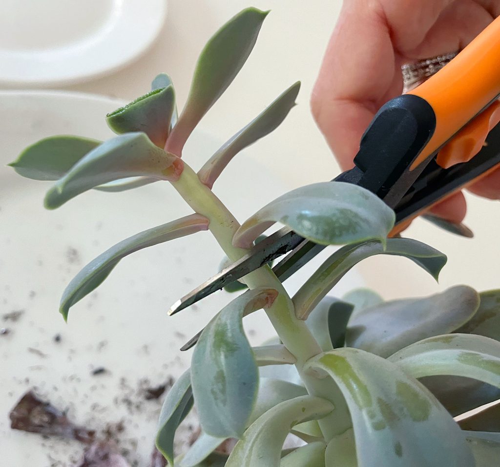 Cutting Leggy Stem Of Succulent Plant With Pruning Snips