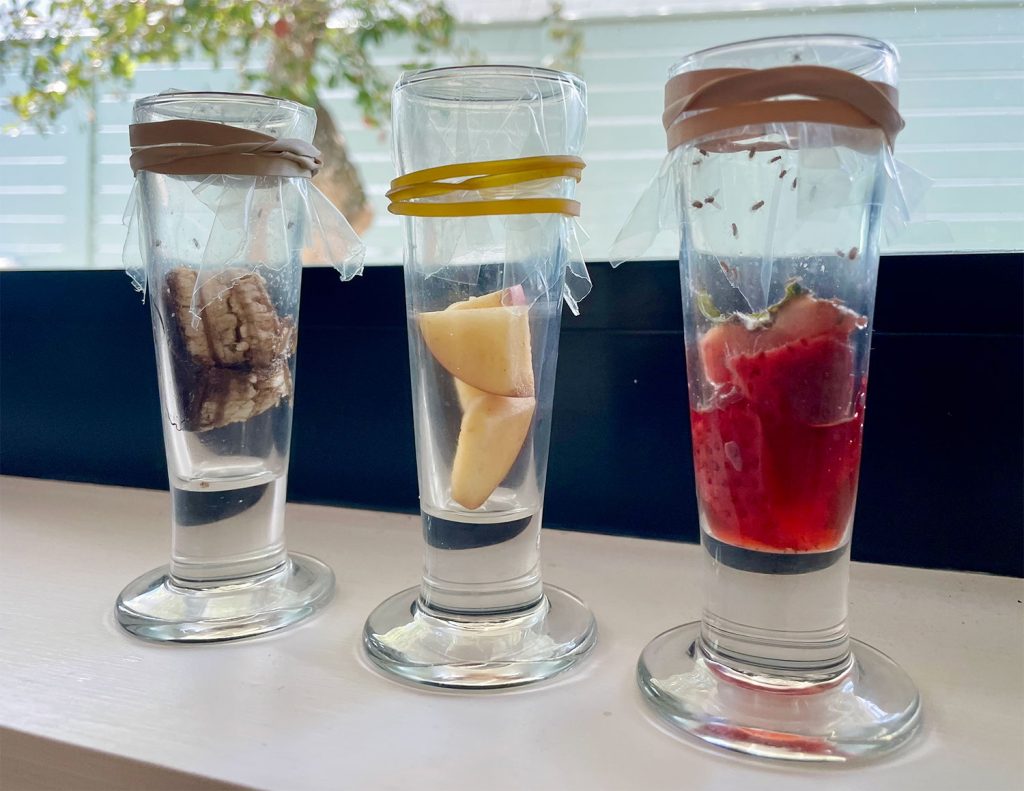 Fruit Fly Traps With Different Rotten Fruit Baits