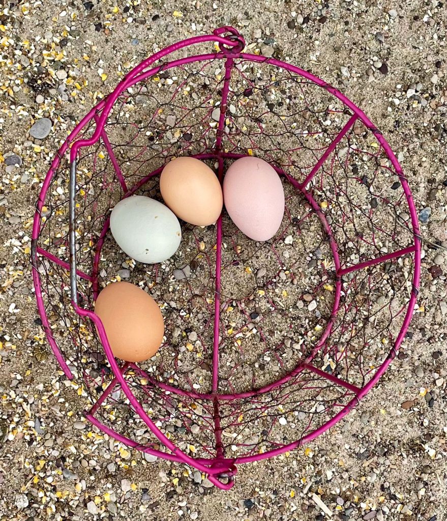 Basket of multicolored eggs collected on farm