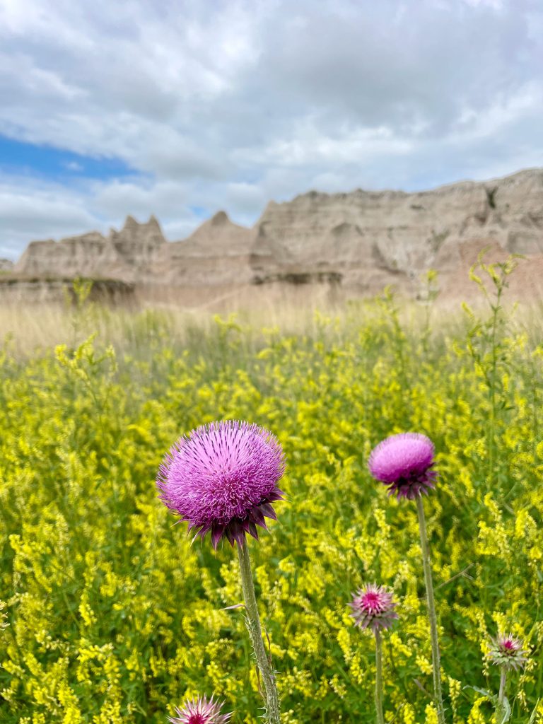 Musk Thistle Sweet Clover In Badlands National Park South Dakota