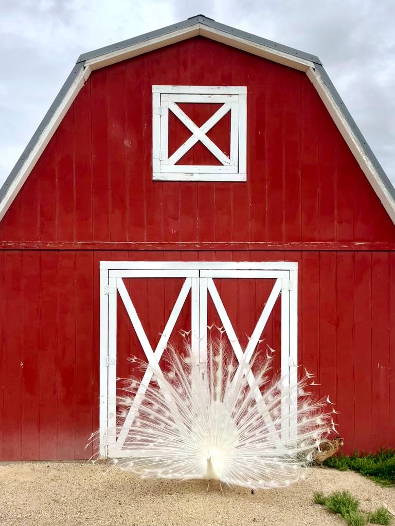 Albino Peacock In Front Of Red Barn At Circle View Ranch