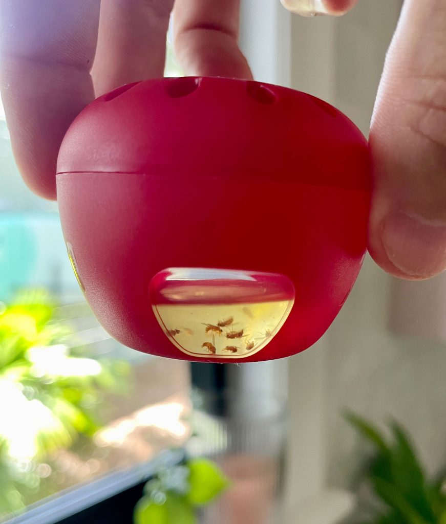 Terro Fruit Fly Trap With Dead Fruit Flies Visible