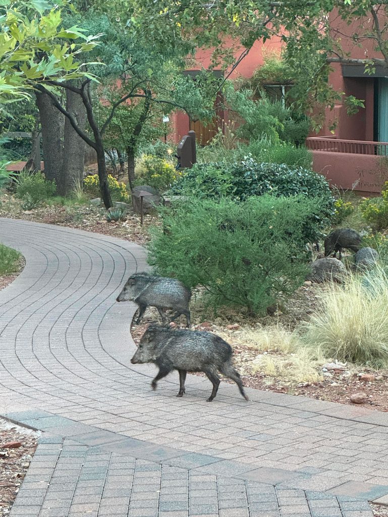 Javelina Animals Running Around Enchantment Resort In Sedona Arizona