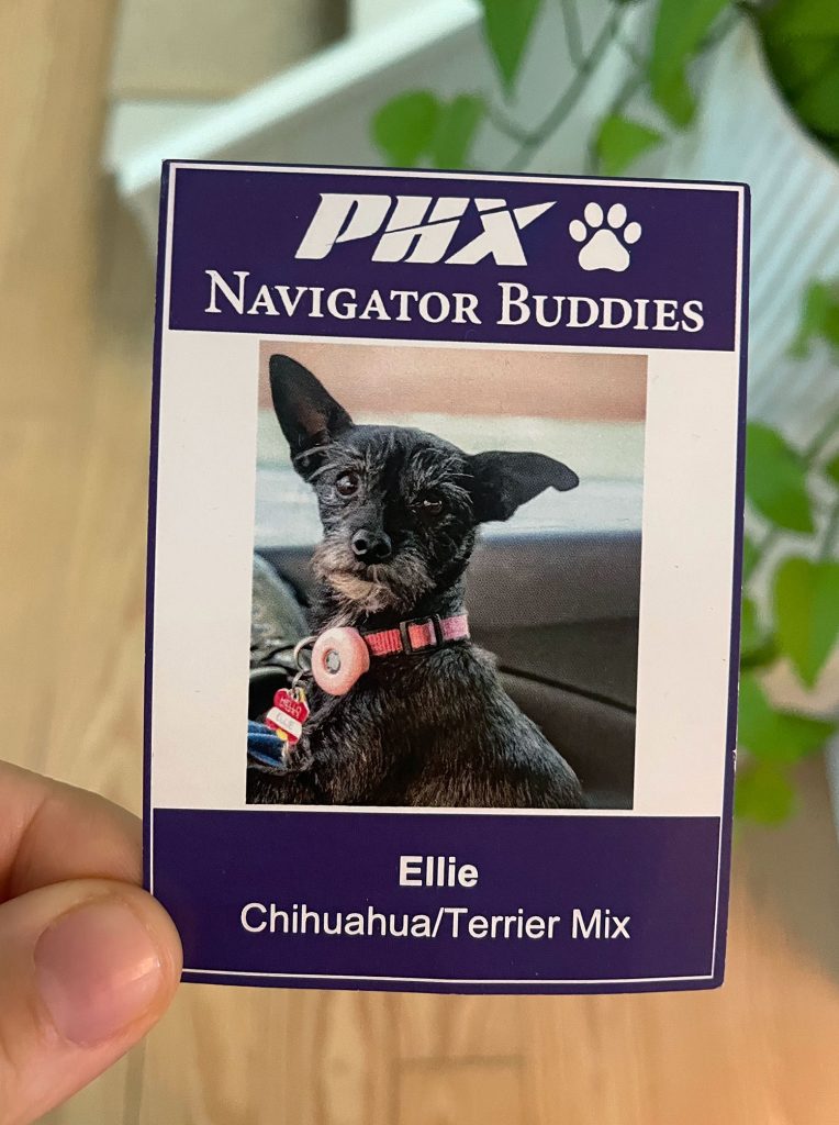 Therapy Dog Card From Phoenix Airport Ellie Chihuahua Mix