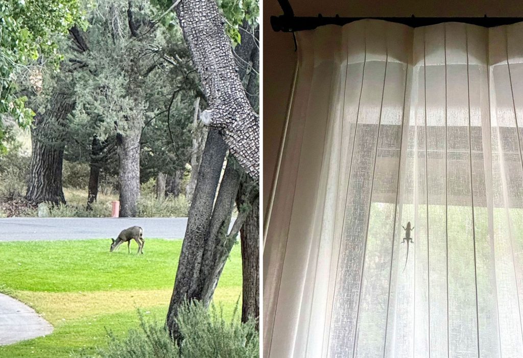 Small Mule Deer and Lizard On Curtain In Sedona Arizona