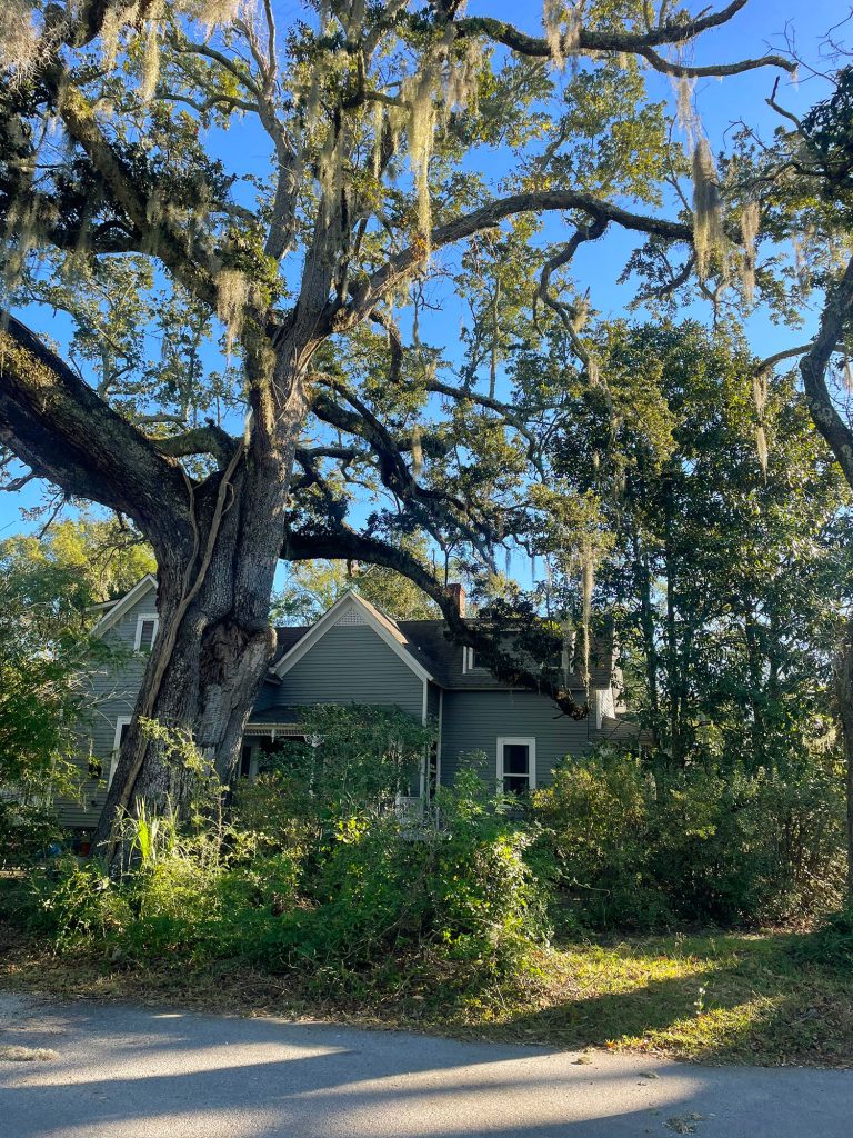 Accueil avec de gros chêne vivant drapé de mousse à Ocean Springs Mississippi