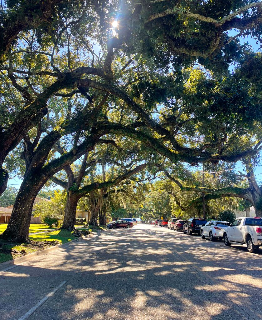 Street bordé d'arbre à Ocean Springs Mississippi