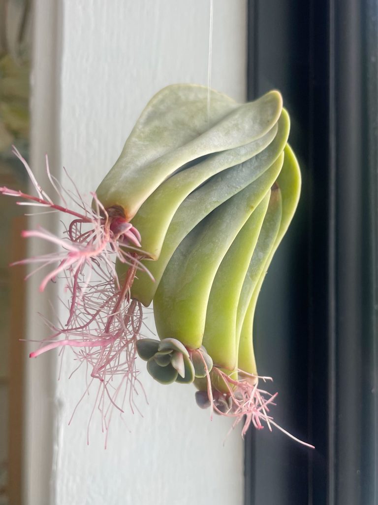 Succulent roots an pups growing on hanging propagation station