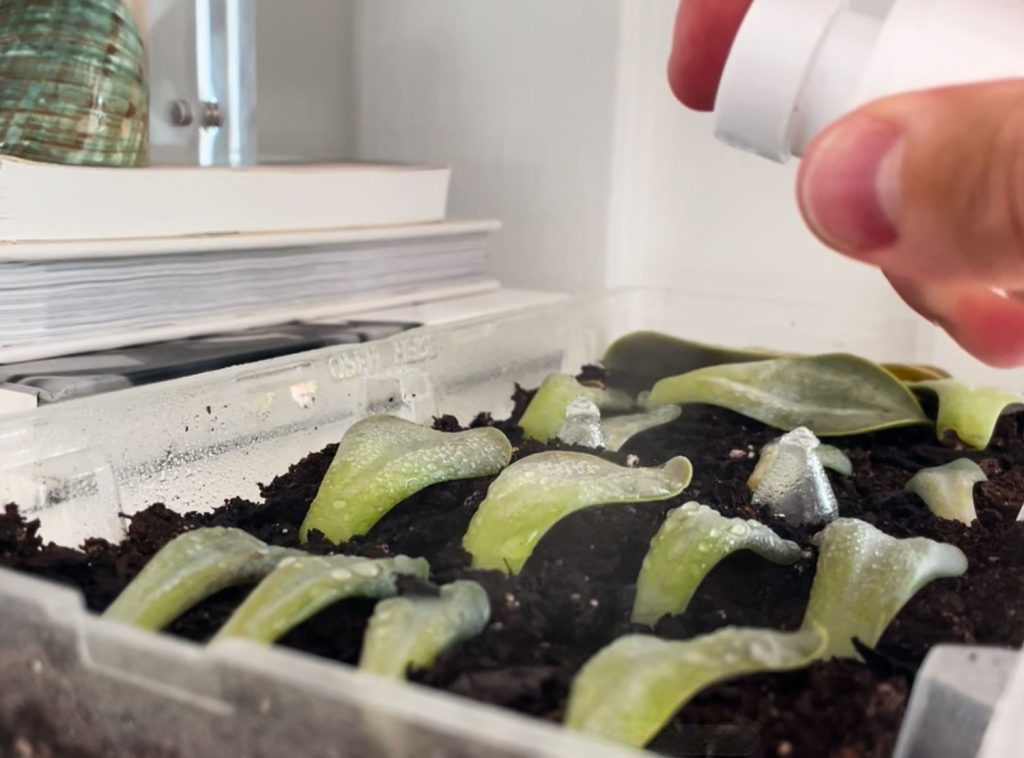 Misting Tray of Succulent Leaves For Propagation