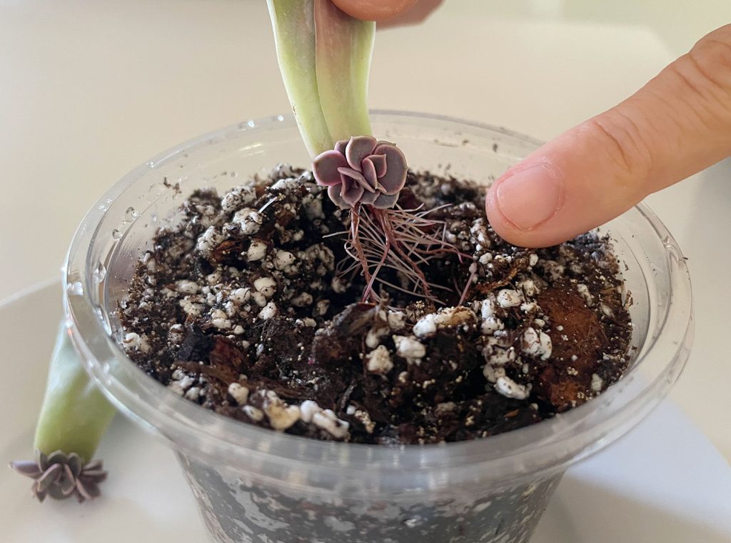 Planting New Succulent Roots In Fresh Soil