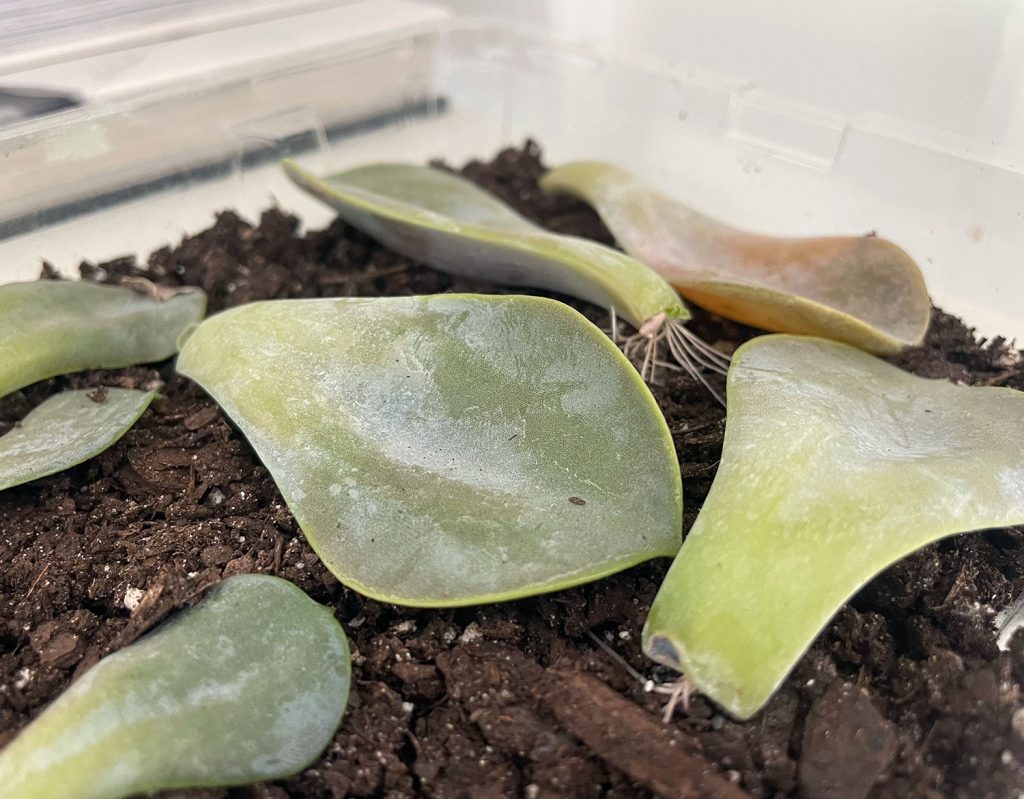 Roots Growing On Propagated Succulent 1 Month In