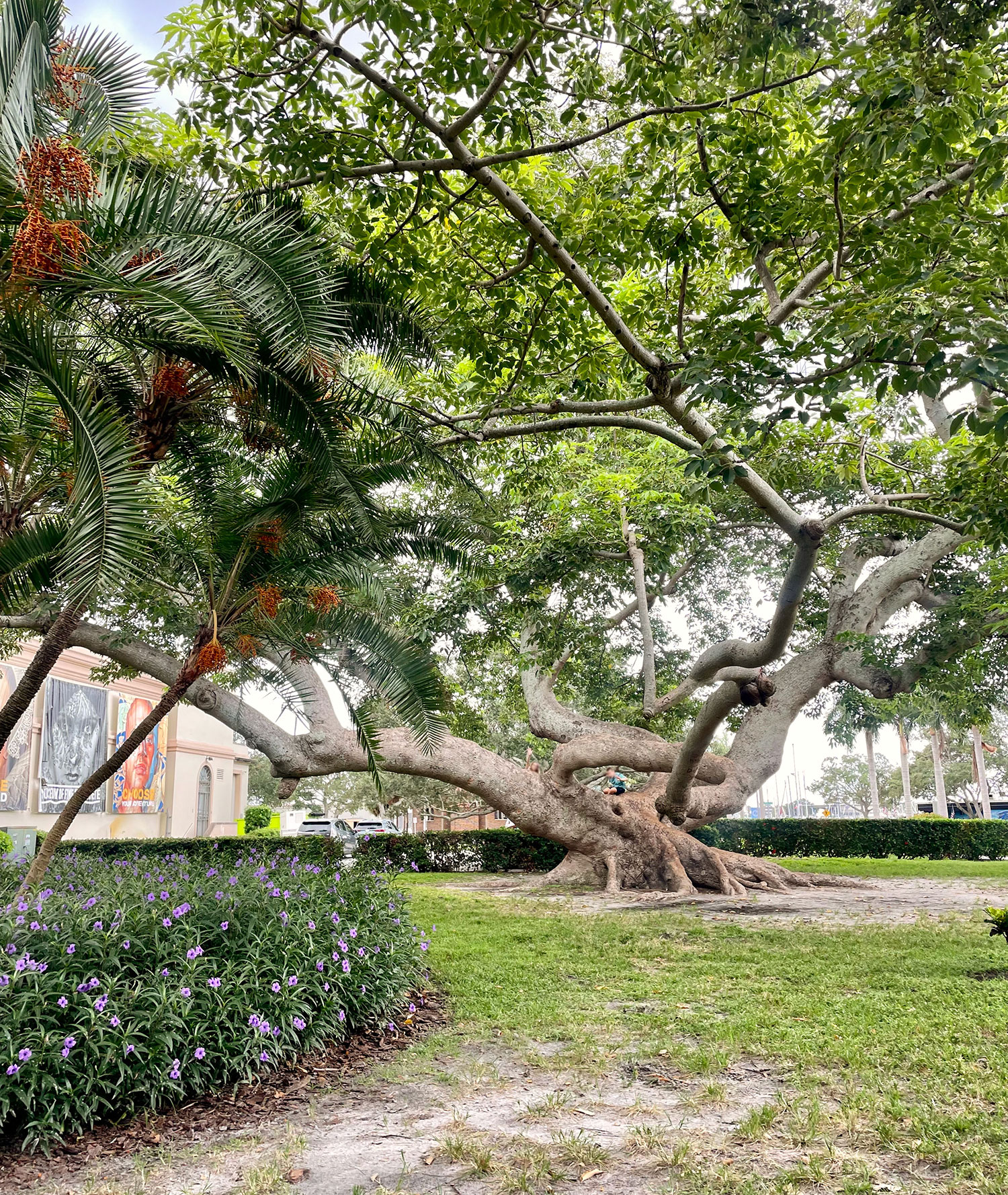 Two Days In St Petersburg Florida With Kids Young House Love   St Petersburg Florida Giant Tree1 