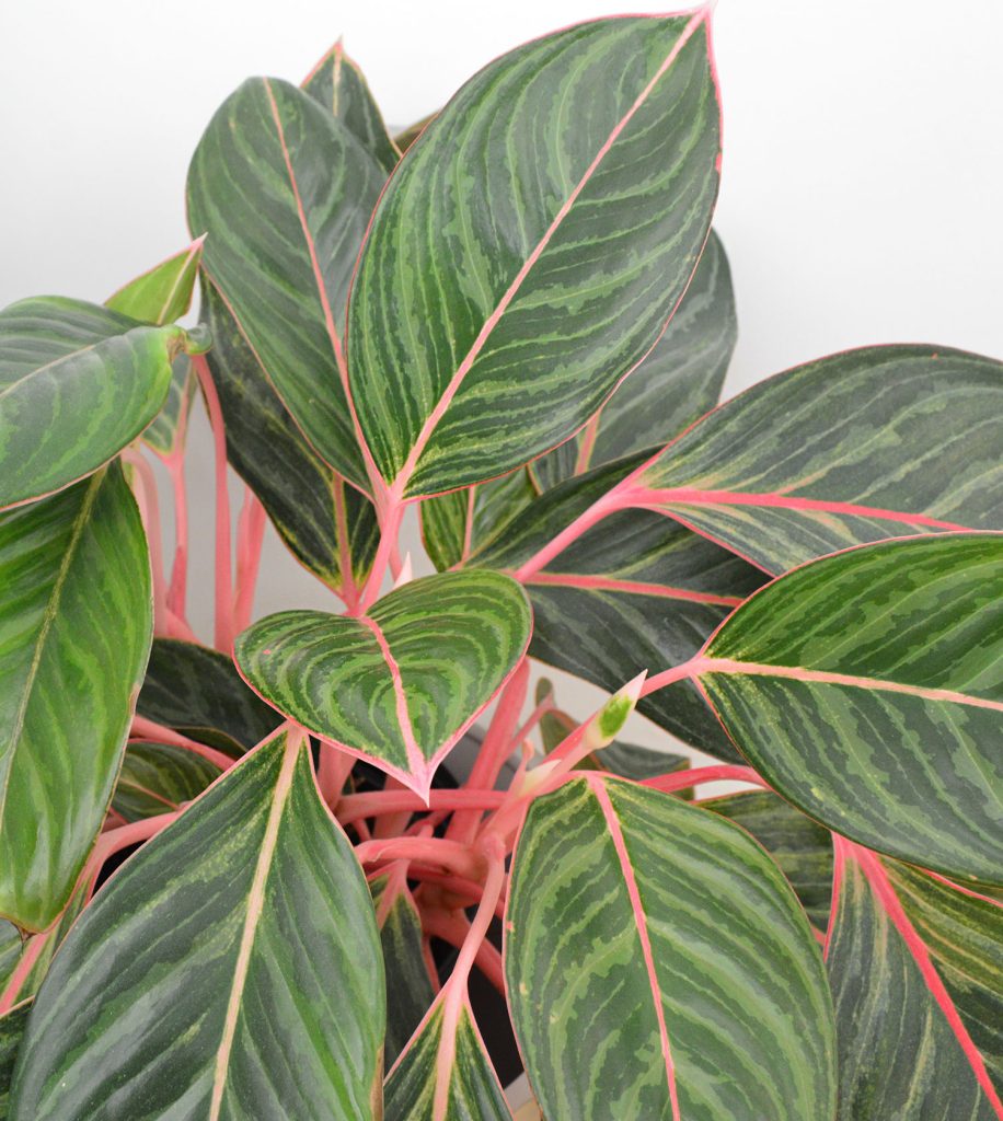 Aglaonema Plant Care Guide Taite Floor 8324