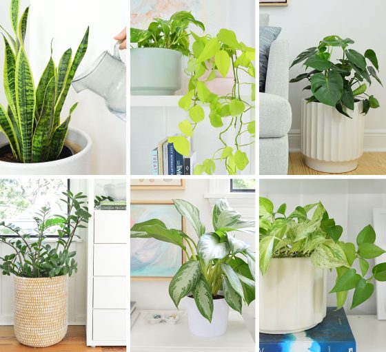 Fiddle Leaf Fig Care Guide - The Easy Way | Young House Love