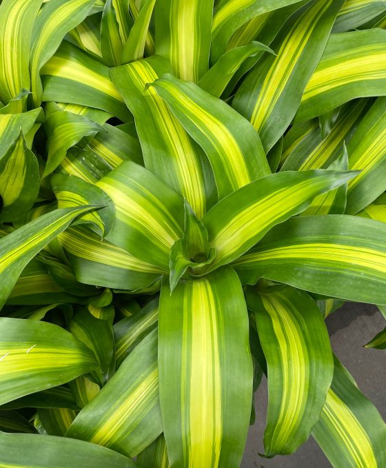 Corn Plant - Care Guide | Young House Love