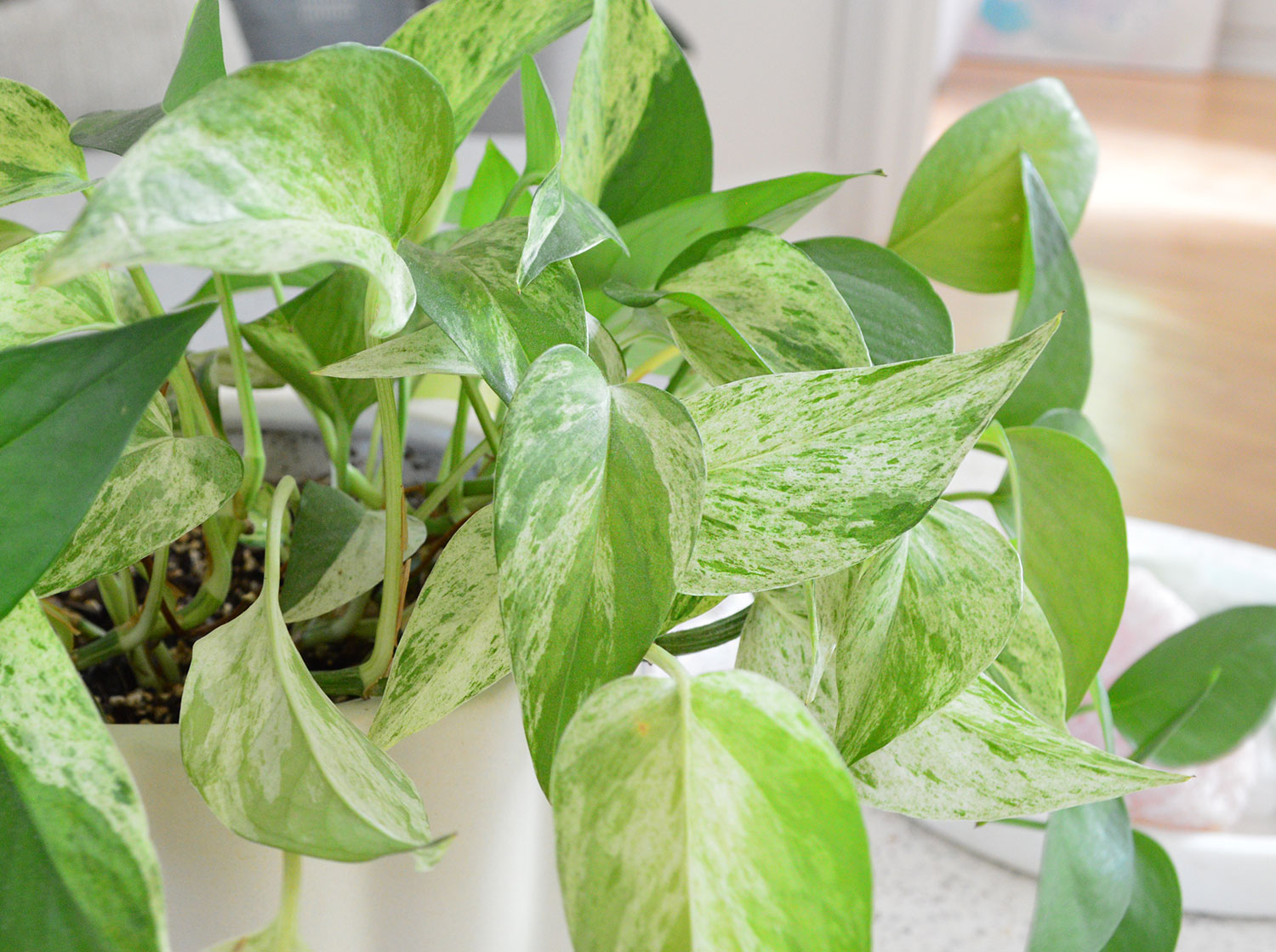 Marble Queen Pothos - Plant Care Guide | Young House Love