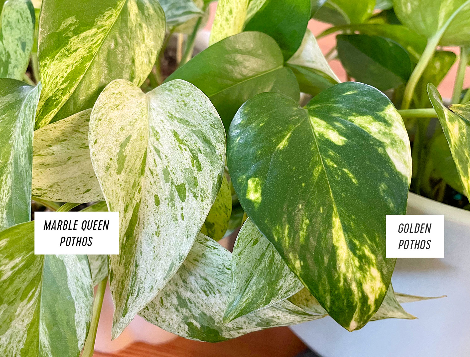 Marble Queen Pothos - Plant Care Information - Ask Arena