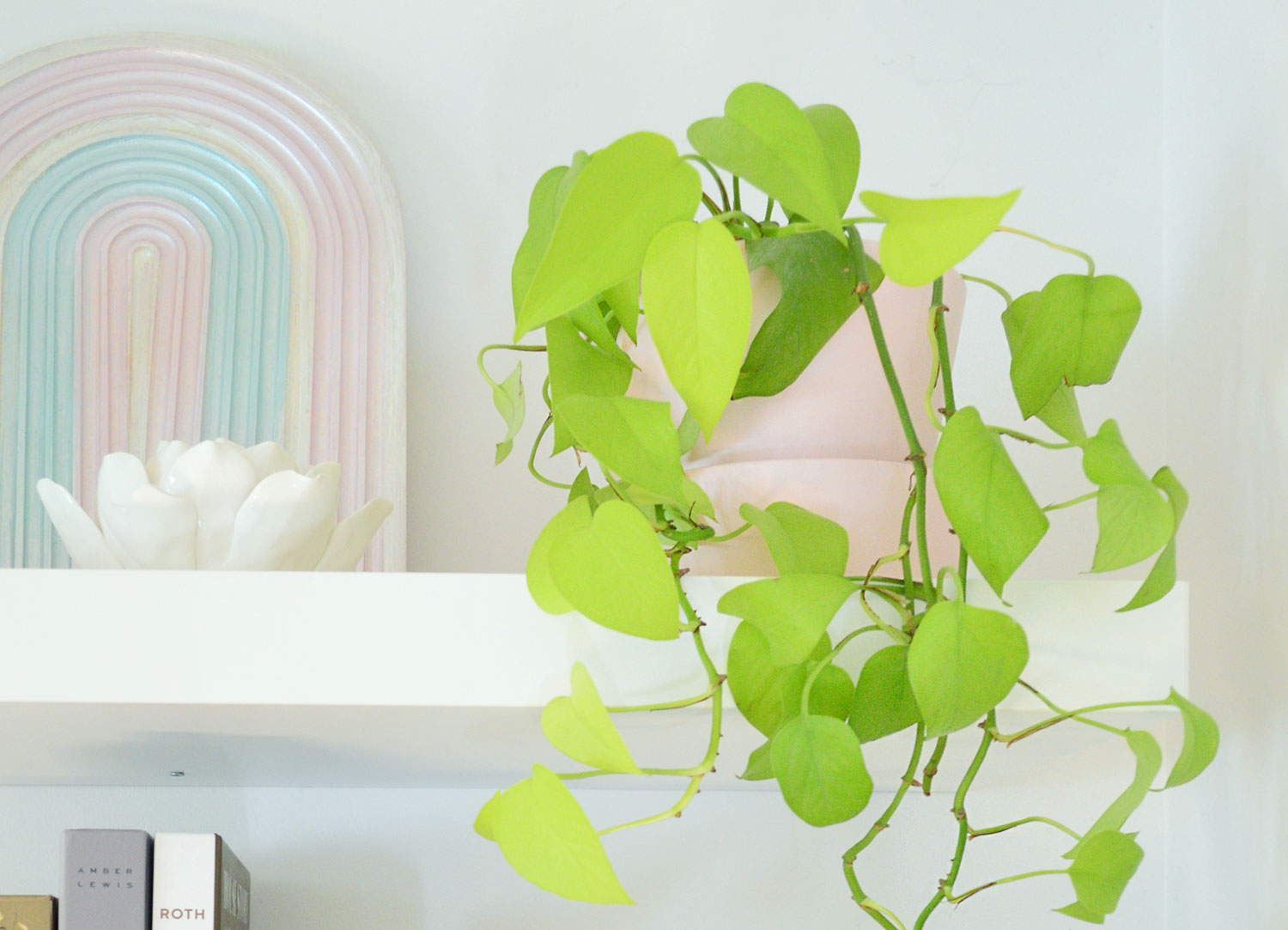 Neon Pothos - Plant Care Guide » Housing News | 101now.com