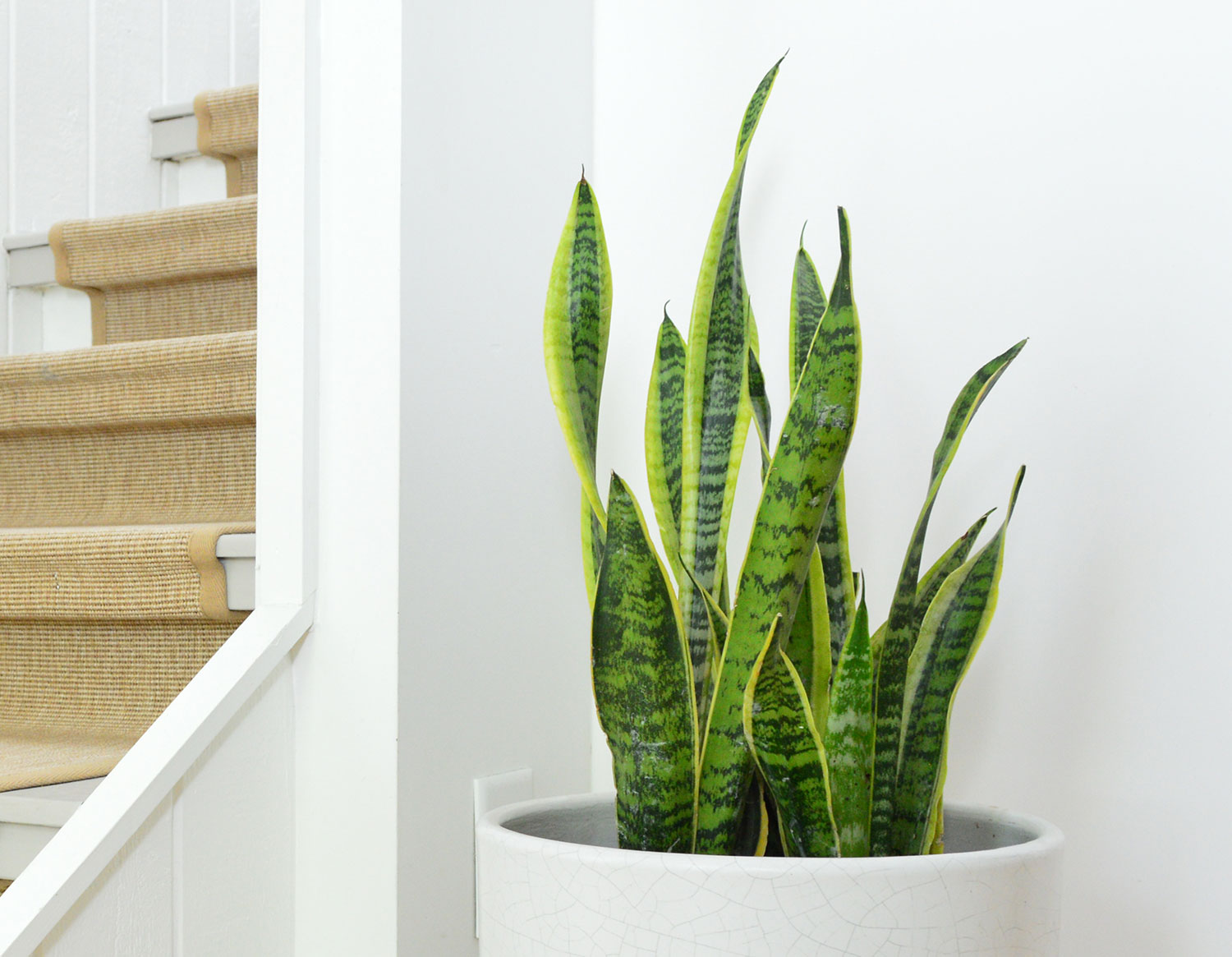 Snake Plant - Care Guide - Taite Floor