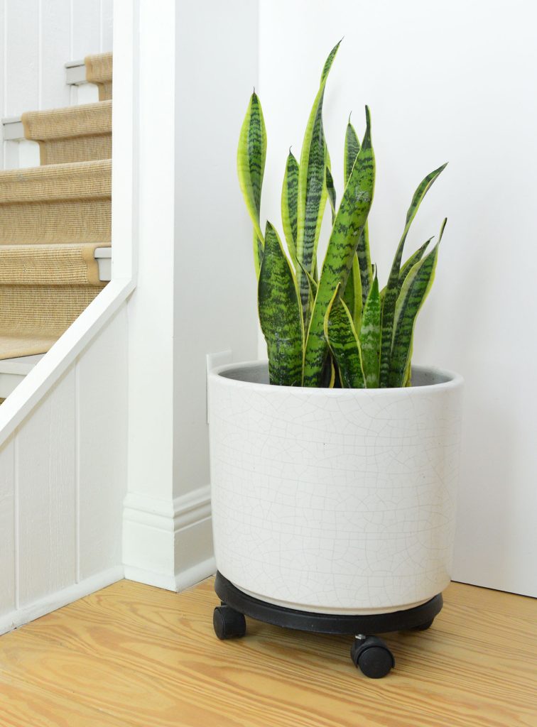 Snake Plant - Care Guide | Young House Love