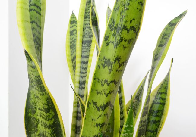 Snake Plant - Care Guide | Young House Love