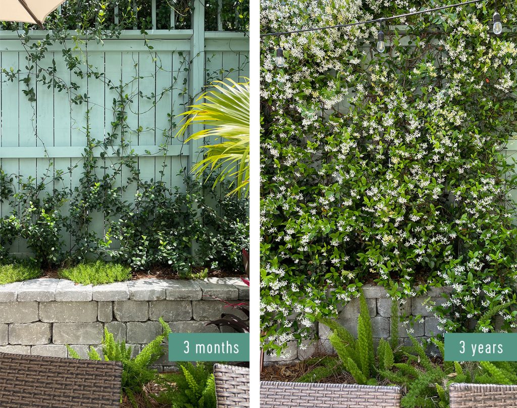 Star Jasmine - Plant Growing & Care Guide - Taite Floor