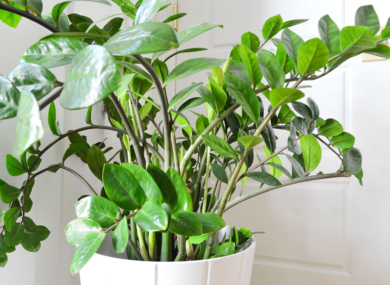 ZZ Plant - Care Guide - Taite Floor