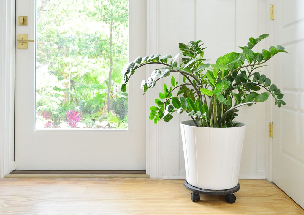 ZZ Plant - Care Guide | Young House Love